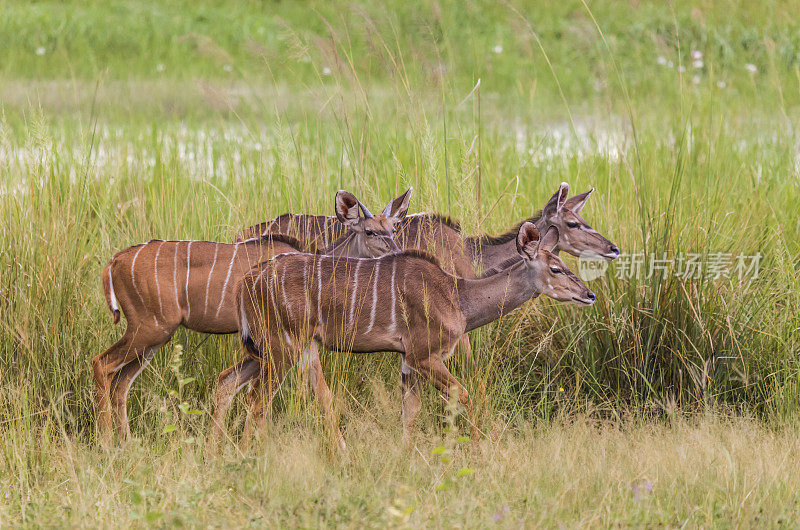 三大Kudu, Tragelaphus strepsiceros, mahangu_g.p.。，纳米比亚，非洲南部